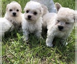 Small Photo #3 Maltipoo Puppy For Sale in OCALA, FL, USA