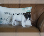 Small #24 Jack Russell Terrier