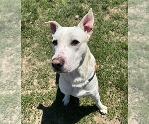Labrenees Dogs for adoption in Evansville, IN, USA