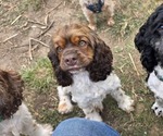 Small Photo #1 Cocker Spaniel Puppy For Sale in TULSA, OK, USA