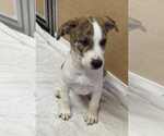 Small #1 Collie-German Shepherd Dog Mix
