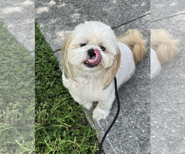 Medium Photo #2 Shih Tzu Puppy For Sale in Sanford, FL, USA