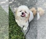 Small #1 Shih Tzu