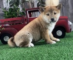 Small #4 Shiba Inu