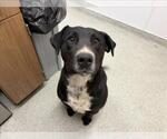 Small Labrador Retriever Mix