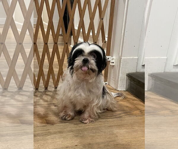 Medium Photo #3 Shih Tzu Puppy For Sale in Dana Point, CA, USA