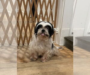 Luna - Female Shih Tzu Dog for Adoption - Photo #3
