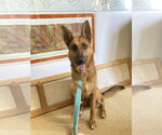 Small #6 German Shepherd Dog