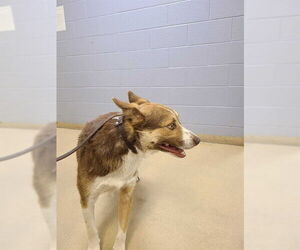 Australian Shepherd-Unknown Mix Dogs for adoption in Ogden, UT, USA