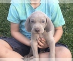 Small Photo #3 Weimaraner Puppy For Sale in WILLOWS, CA, USA