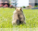 Small Photo #10 Pomeranian Puppy For Sale in WARSAW, IN, USA