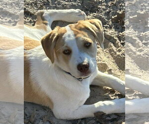 Jello *Arriving 2/20* - Male American Staffordshire Terrier-Mastiff Mix Dog for Adoption - Photo #3
