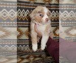 Small Photo #23 Miniature Australian Shepherd Puppy For Sale in ADAIR VILLAGE, OR, USA