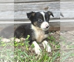 Puppy Raven Miniature Australian Shepherd