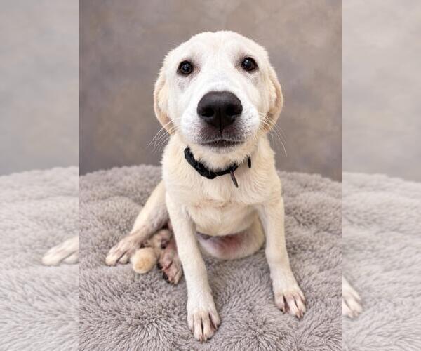 Medium Photo #1 Labrenees Puppy For Sale in Rockwall, TX, USA