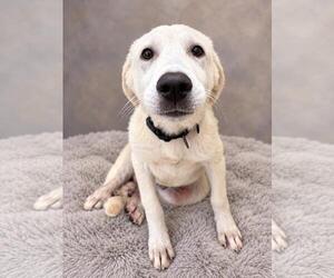 Labrenees Dogs for adoption in Rockwall, TX, USA