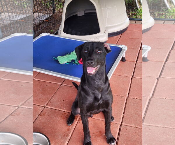 Medium Photo #3 Labrador Retriever-Unknown Mix Puppy For Sale in Oakhurst, NJ, USA