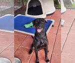 Small #2 Labrador Retriever Mix