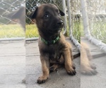 Puppy 5 Belgian Malinois