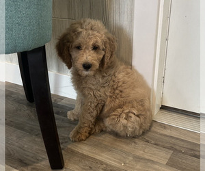 Goldendoodle-Poodle (Standard) Mix Puppy for sale in DONNELLSON, IA, USA