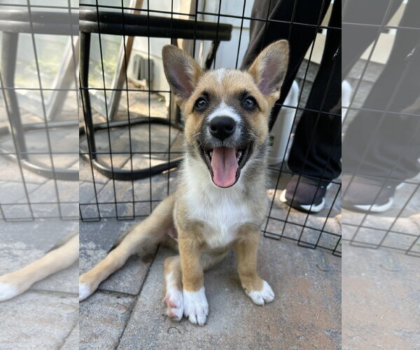 Medium Photo #1 Mutt Puppy For Sale in Garden City, NY, USA