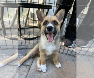 Mutt Dogs for adoption in Garden City, NY, USA