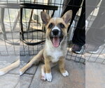 Small Mutt