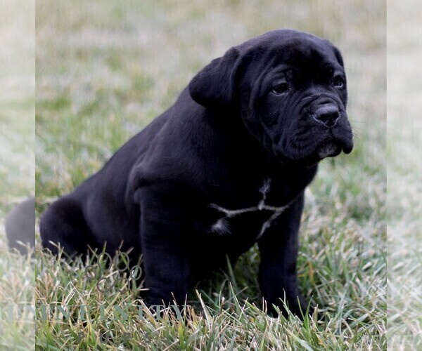 Medium Photo #2 Cane Corso Puppy For Sale in LANCASTER, PA, USA
