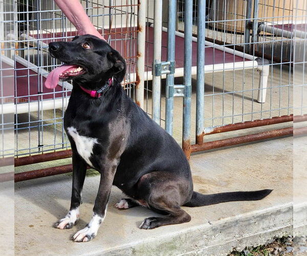 Medium Photo #10 Labrador Retriever-Unknown Mix Puppy For Sale in Mount Laurel, NJ, USA