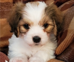 Cavachon Puppy for sale in DOON, IA, USA