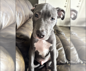American Pit Bull Terrier Puppy for sale in GRAND PRAIRIE, TX, USA