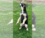 Small Photo #17 German Shepherd Dog Puppy For Sale in JURUPA VALLEY, CA, USA