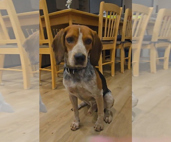 Medium Photo #2 Beagle-Unknown Mix Puppy For Sale in Westwood, NJ, USA