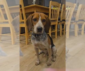 Dewy - Male Beagle-Unknown Mix Dog for Adoption - Photo #2