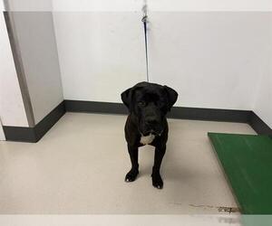 Mastiff Dogs for adoption in Corona, CA, USA