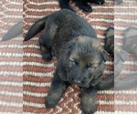Small Photo #6 German Shepherd Dog Puppy For Sale in DECATUR, TX, USA