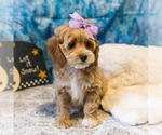 Small Photo #3 Cockapoo Puppy For Sale in WAKARUSA, IN, USA