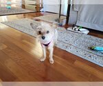Small Photo #1 Mutt Puppy For Sale in Allentown,, PA, USA