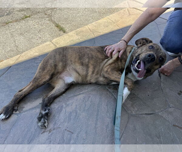 Medium Photo #5 Mutt Puppy For Sale in Woodland Hills, CA, USA