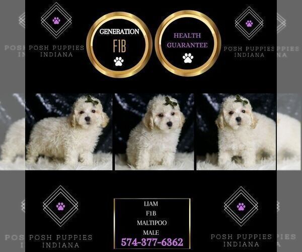 Medium Photo #28 Maltipoo (Miniature) Puppy For Sale in WARSAW, IN, USA