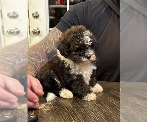 Bernedoodle (Miniature) Puppy for sale in FLAT ROCK, NC, USA