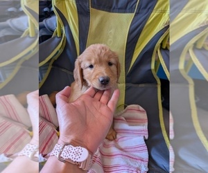 English Cream Golden Retriever Puppy for sale in DOLORES, CO, USA