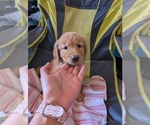 Image preview for Ad Listing. Nickname: Litter of 4