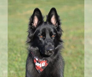 German Shepherd Dog Dogs for adoption in Gretna, NE, USA