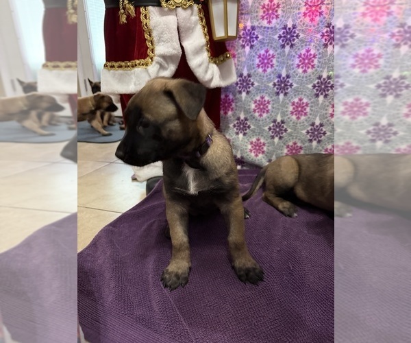 Medium Photo #32 Belgian Malinois Puppy For Sale in JACKSONVILLE, FL, USA
