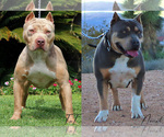 Small Photo #1 American Bully Puppy For Sale in PALMDALE, CA, USA