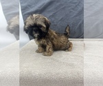 Small Photo #23 Shih Tzu Puppy For Sale in SAINT AUGUSTINE, FL, USA
