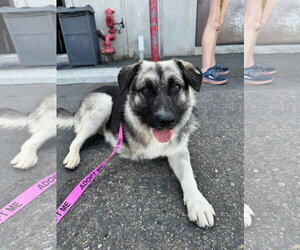 Macy (tripod) - Female Mutt Dog for Adoption - Photo #5