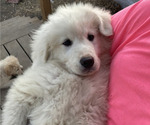 Small Photo #5 Great Pyrenees-Maremma Sheepdog Mix Puppy For Sale in CONNEAUT, OH, USA