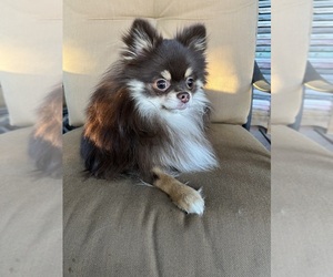 Father of the Pomeranian puppies born on 11/06/2024